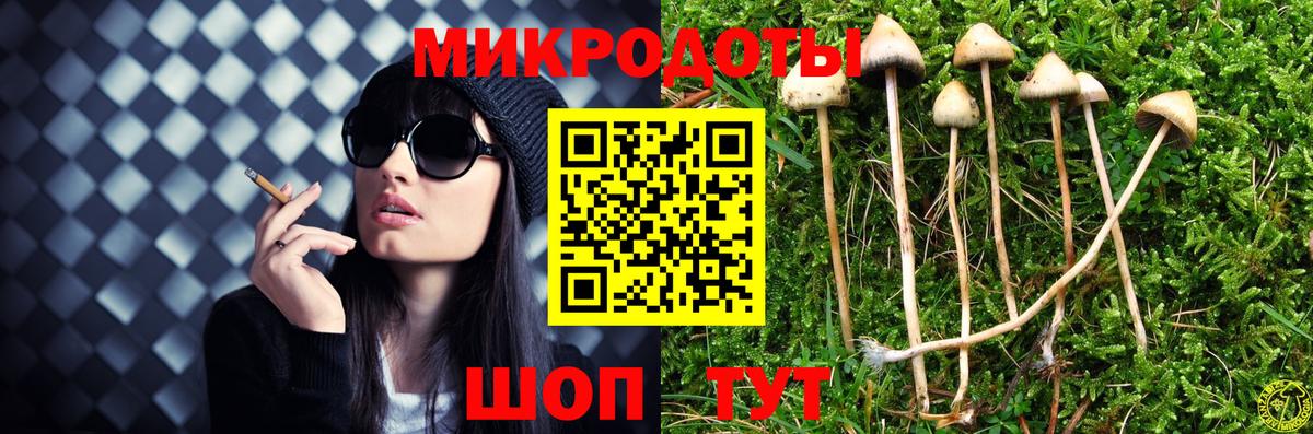 Псилоцибиновые грибы Psilocybe Муравленко